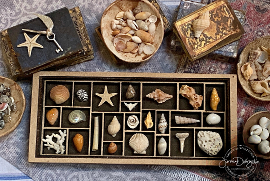 jessica dvergsten artist miniature shell collection